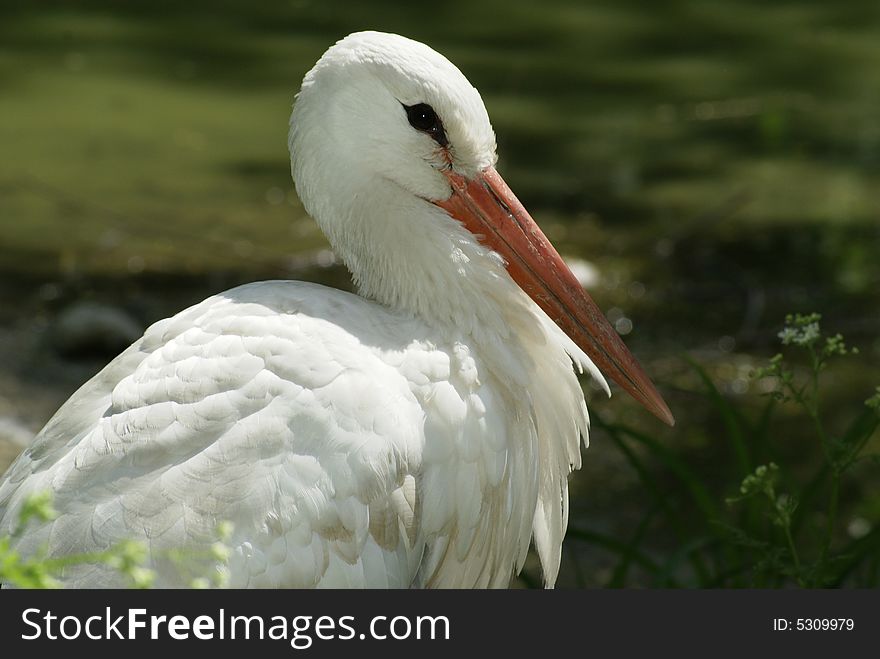 Portrait of white stork against riverside. Portrait of white stork against riverside