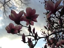 Magnolia Flowers In Central Park. Royalty Free Stock Photography Magnolia Flowers In Central Park. Royalty Free Stock Photography