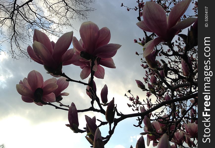 Magnolia Flowers in Central Park.
