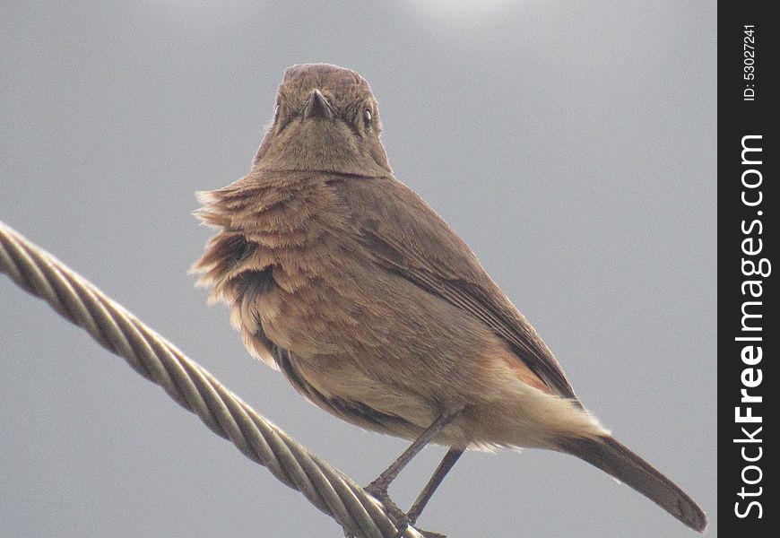 A brown bird sitting on an wire on a winter evening in grey sky