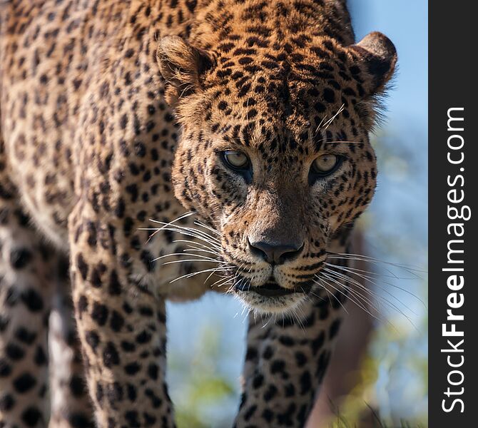 Square format close up head photograph of a Jaguar walking towards the camera and staring into it