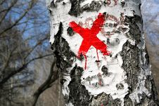 Birch Bark With Cross Stock Image Birch Bark With Cross Stock Image