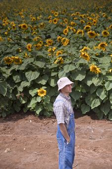 Farmer In Sunflower Field Royalty Free Stock Photography Farmer In Sunflower Field Royalty Free Stock Photography