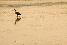 Heron At The Sunrise Stock Photography Heron At The Sunrise Stock Photography