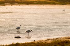 Heron At The Sunrise Royalty Free Stock Image Heron At The Sunrise Royalty Free Stock Image