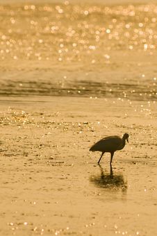 Heron At The Sunrise Stock Photos Heron At The Sunrise Stock Photos