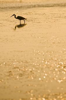 Heron At The Sunrise Royalty Free Stock Images Heron At The Sunrise Royalty Free Stock Images