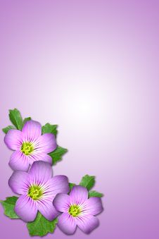 Purple Flower Stock Images