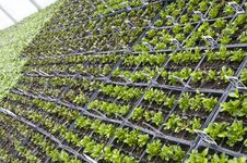Rows Of Small Potted Plants Royalty Free Stock Images Rows Of Small Potted Plants Royalty Free Stock Images