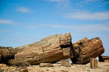 Petrified Wood In Argentina. Stock Images Petrified Wood In Argentina. Stock Images