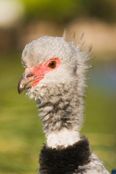 Southern Screamer (Chauna Torquata) Royalty Free Stock Image Southern Screamer (Chauna Torquata) Royalty Free Stock Image