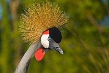Black Crowned Crane. Royalty Free Stock Image Black Crowned Crane. Royalty Free Stock Image