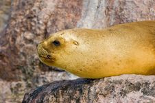 Sea Lion. Royalty Free Stock Photography