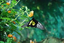 Butterfly Royalty Free Stock Photography