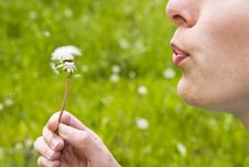 Girl Blowing Dandelion Stock Images