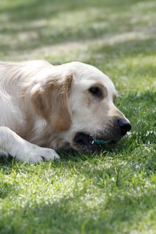 Golden Retriever Royalty Free Stock Image Golden Retriever Royalty Free Stock Image