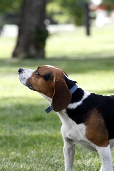 Beagle Dog Stock Photo Beagle Dog Stock Photo