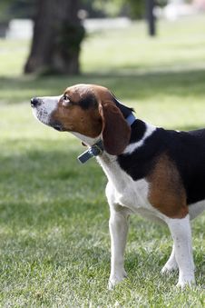 Beagle Dog Royalty Free Stock Images Beagle Dog Royalty Free Stock Images