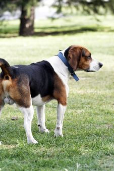 Beagle Dog Royalty Free Stock Images