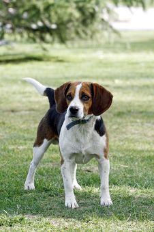 Beagle Dog. Royalty Free Stock Photography Beagle Dog. Royalty Free Stock Photography