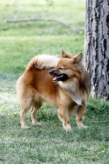 Mini-dog. Royalty Free Stock Image