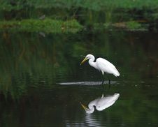 Egret Reflection Stock Photography Egret Reflection Stock Photography