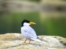 River Tern Royalty Free Stock Photography River Tern Royalty Free Stock Photography