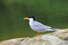 River Tern Royalty Free Stock Photography River Tern Royalty Free Stock Photography