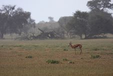 Springbok Rain Stock Photography