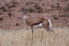 Springbok Wet Royalty Free Stock Photography