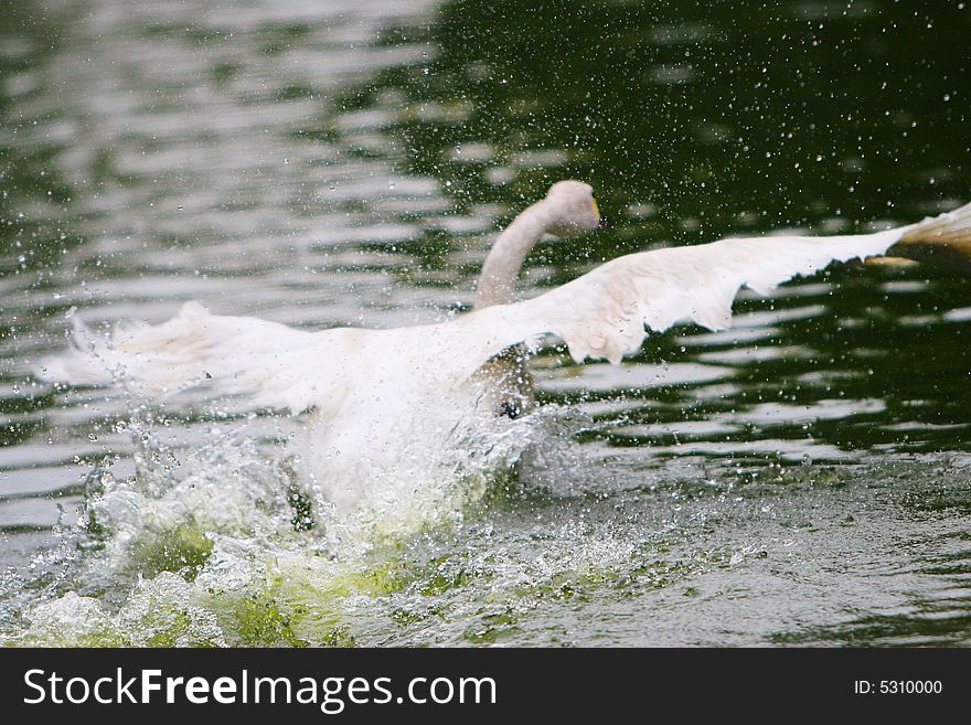 The swan playing in a lake china