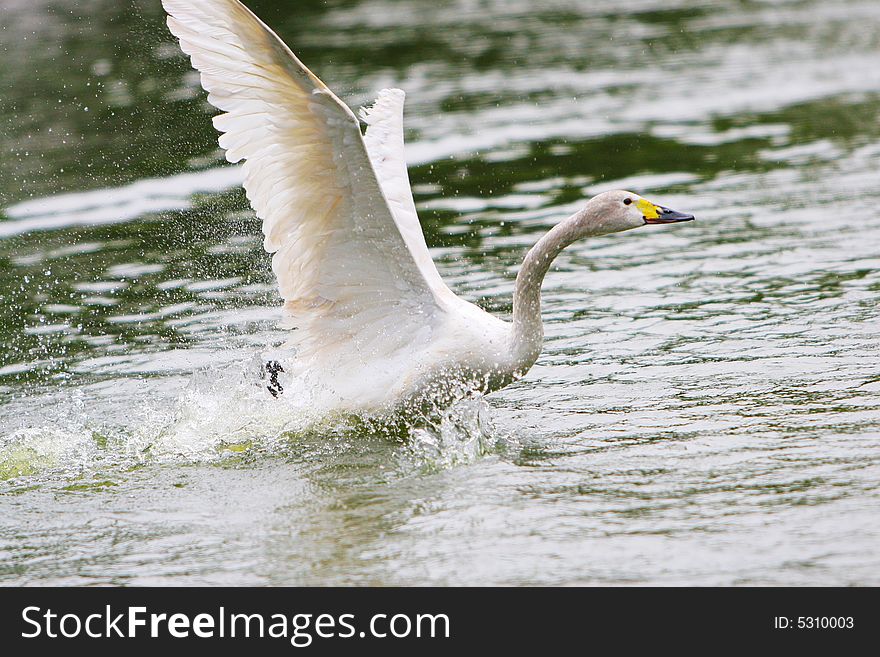 The swan playing in a lake china