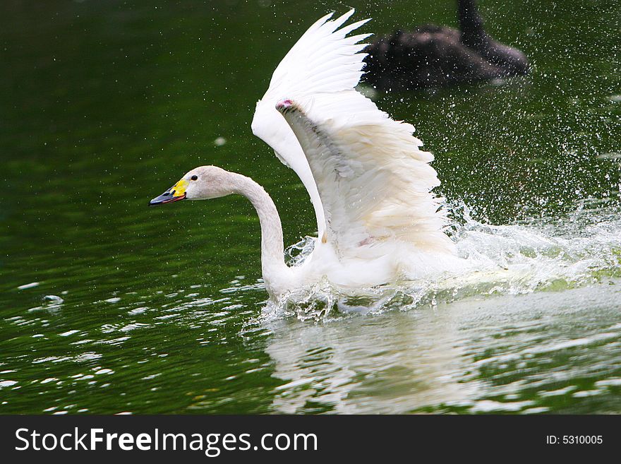 The swan playing in a lake china
