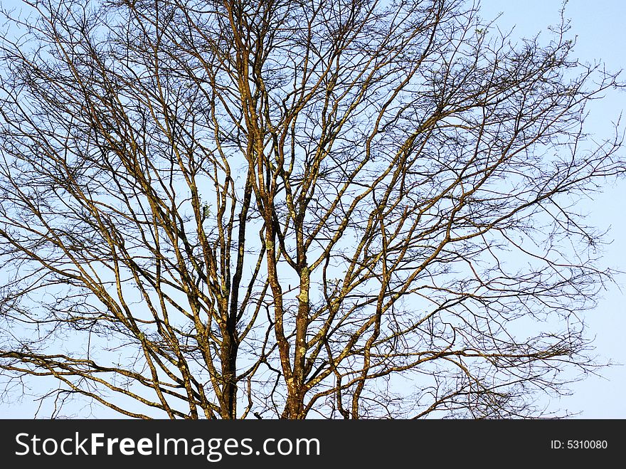 A tree is looked attractive as it background the blue sky.