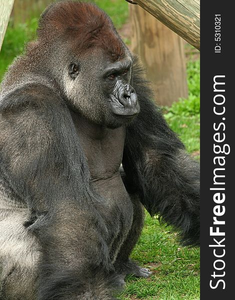Silverback gorilla male side profile