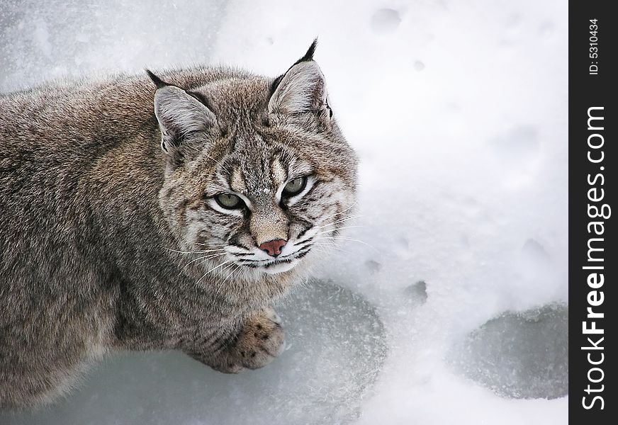 Close-up Bobcat lynx on snow