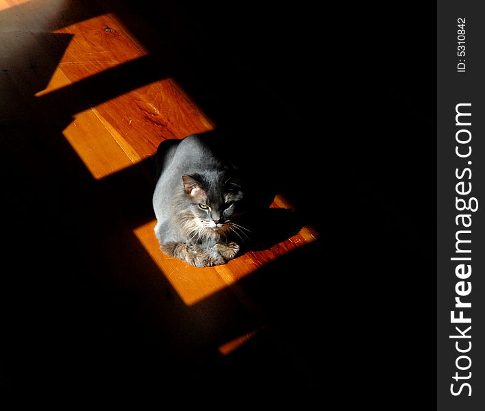 Grey long hair cat seeking out a warm spot of sunlight. Grey long hair cat seeking out a warm spot of sunlight