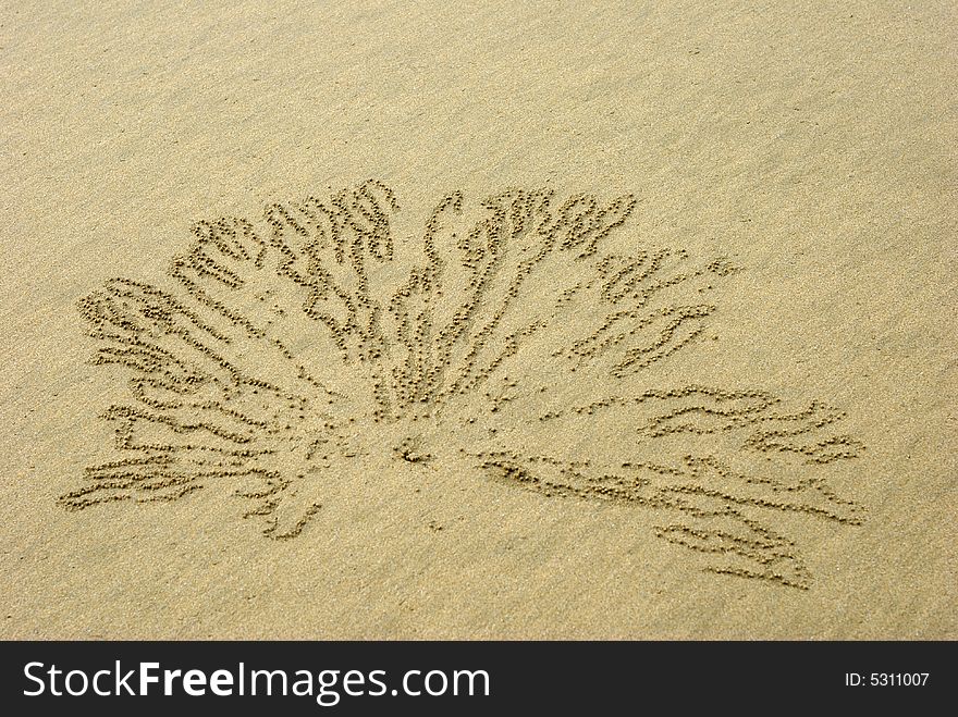 Crab's burrow in the sand