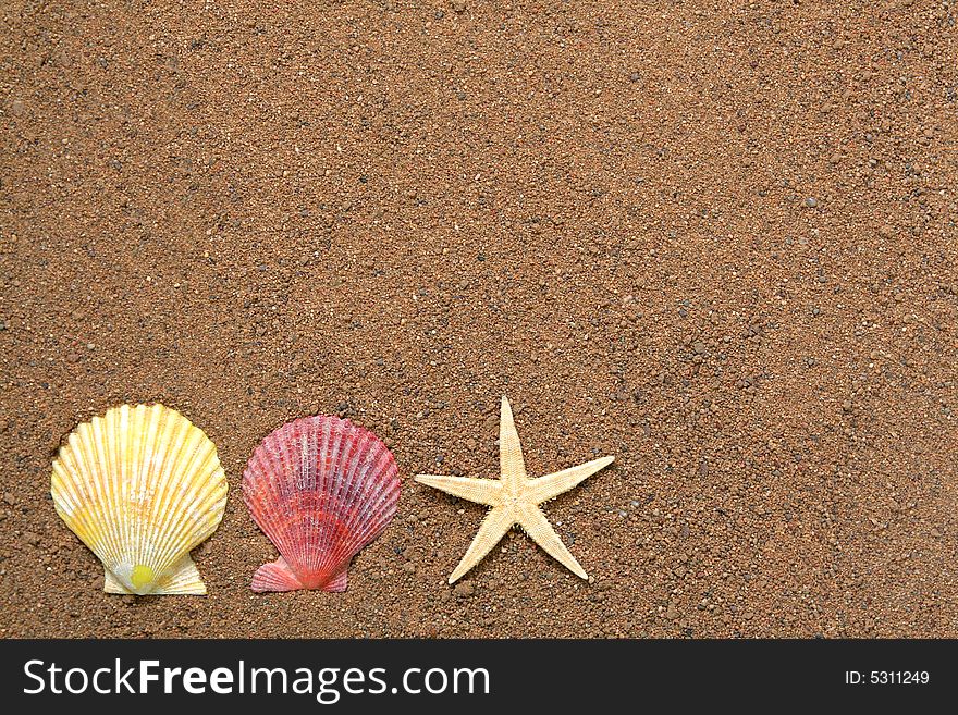 Seashells and star on sand