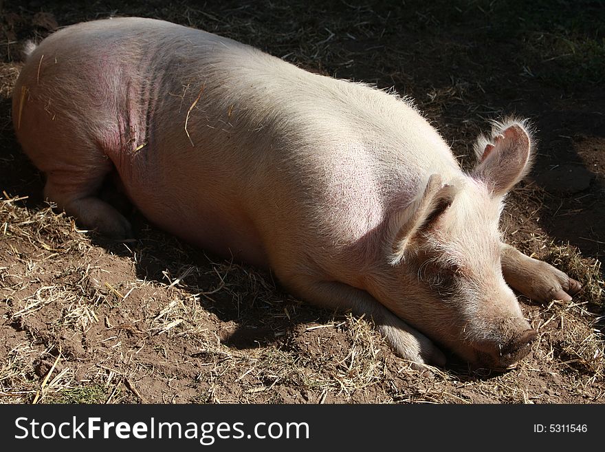 Good looking pig Sleeping in Farm