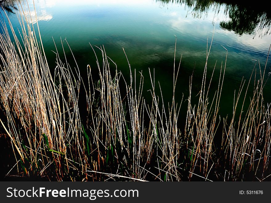 Reeds in the pond lit by dramatic sunlight (with the water in the background reflecting bright colours and the clouds )