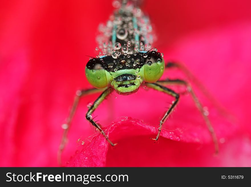 Portrait of damselfly with some droplets on pink background