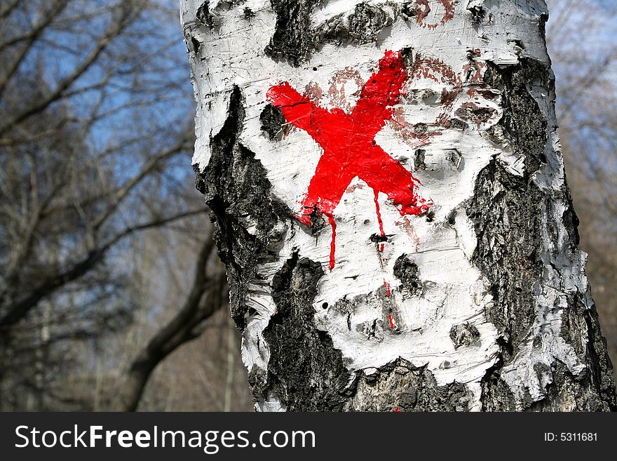 Birch bark with cross