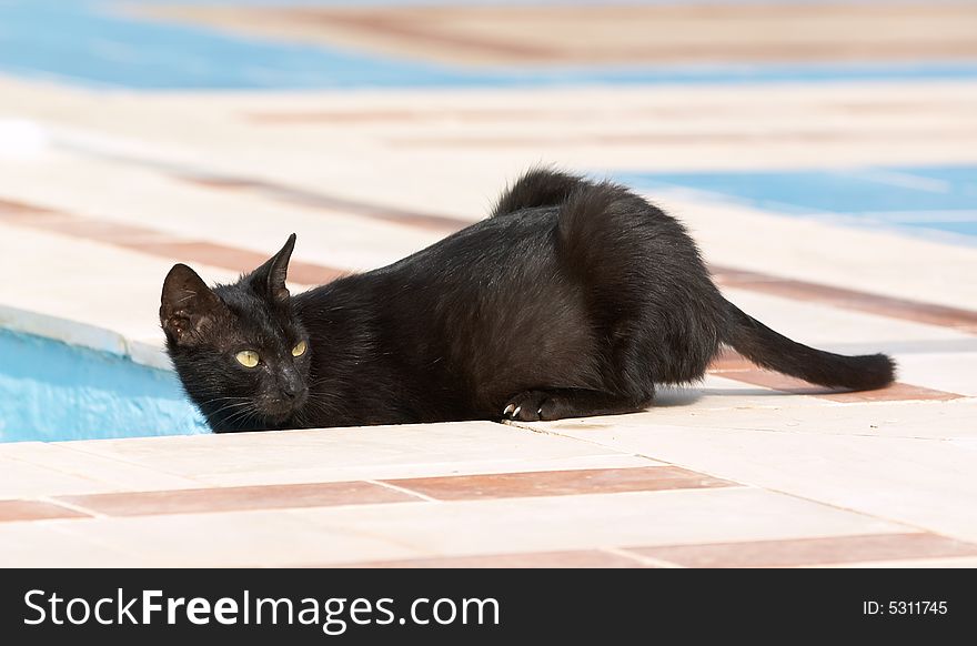 Black cat glaring from swimming pool. Black cat glaring from swimming pool