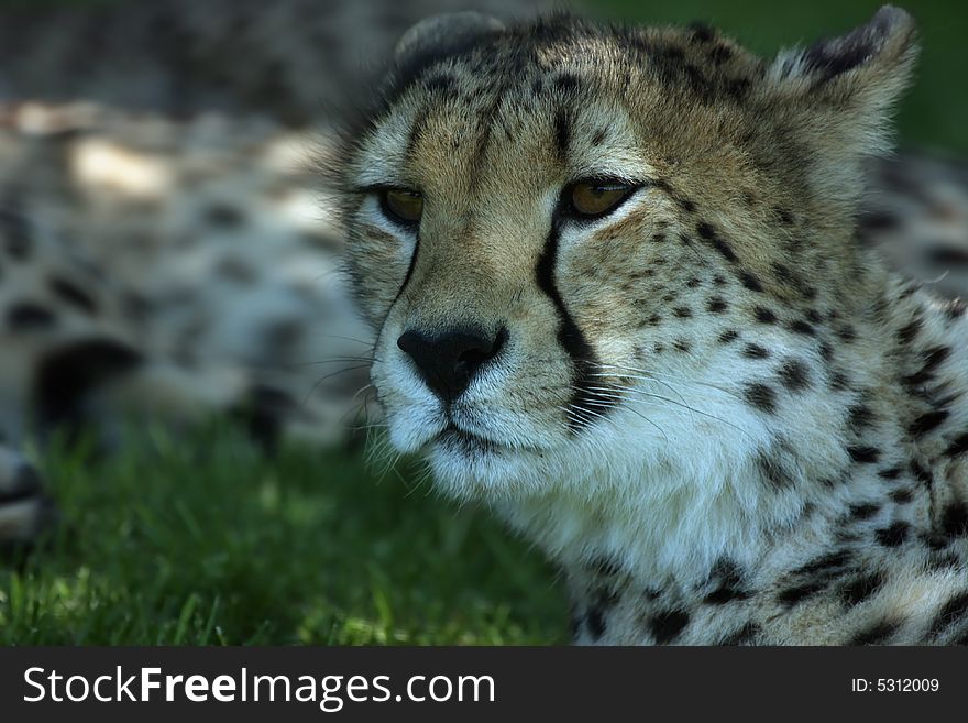 Endangered Cheetah laying in the grass and watching his environment. Endangered Cheetah laying in the grass and watching his environment.