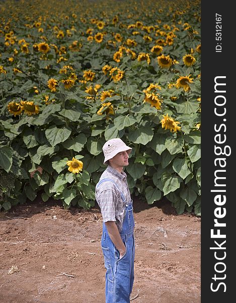 Farmer in sunflower field