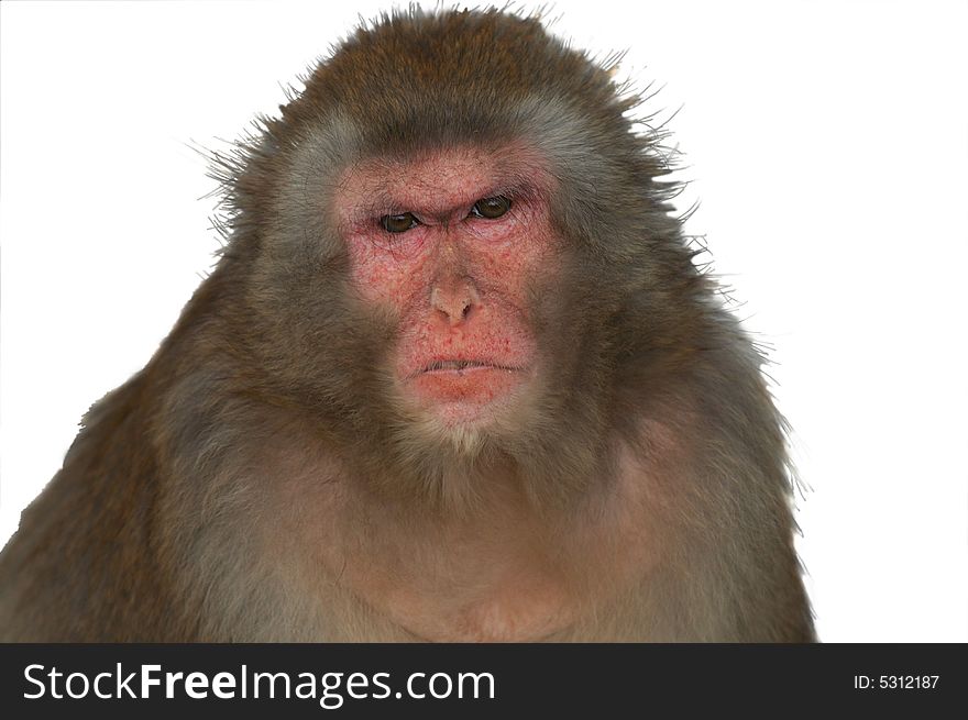 Japanese macaques, close-up. Male. Japanese macaques, close-up. Male.