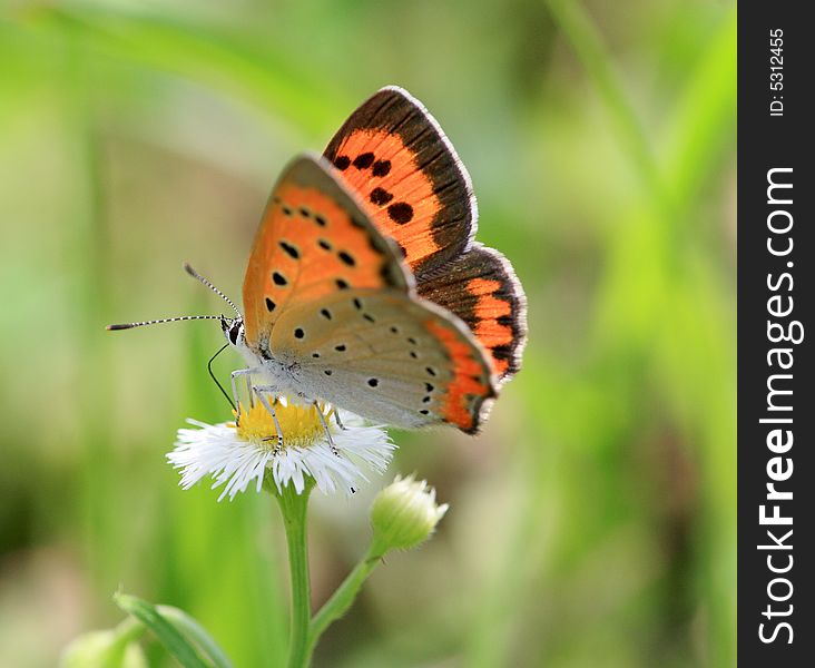 A colorful Butterfly stays at a leaf.