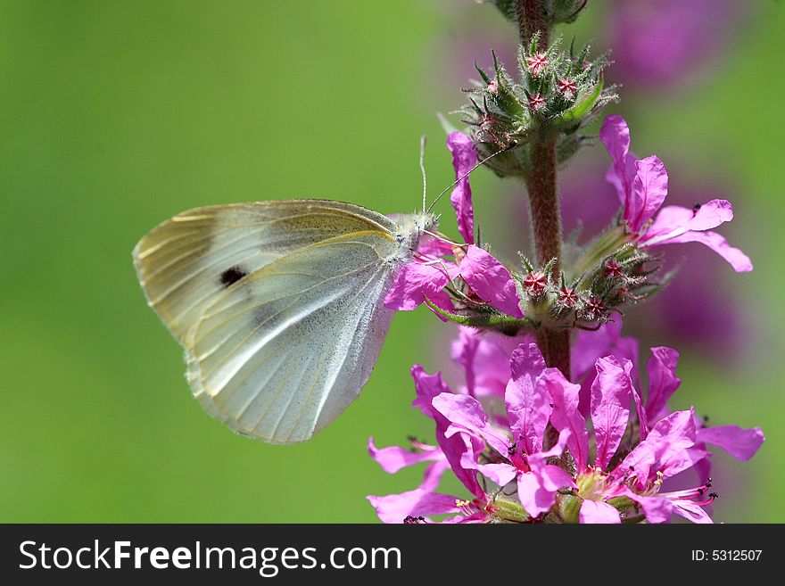 A colorful Butterfly stays at a flower.