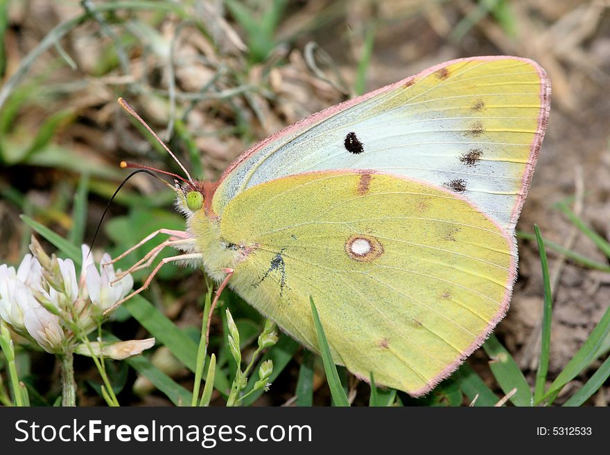 A colorful Butterfly stays at a leaf.